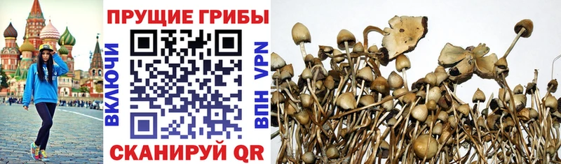 Псилоцибиновые грибы Psilocybine cubensis  Крымск 